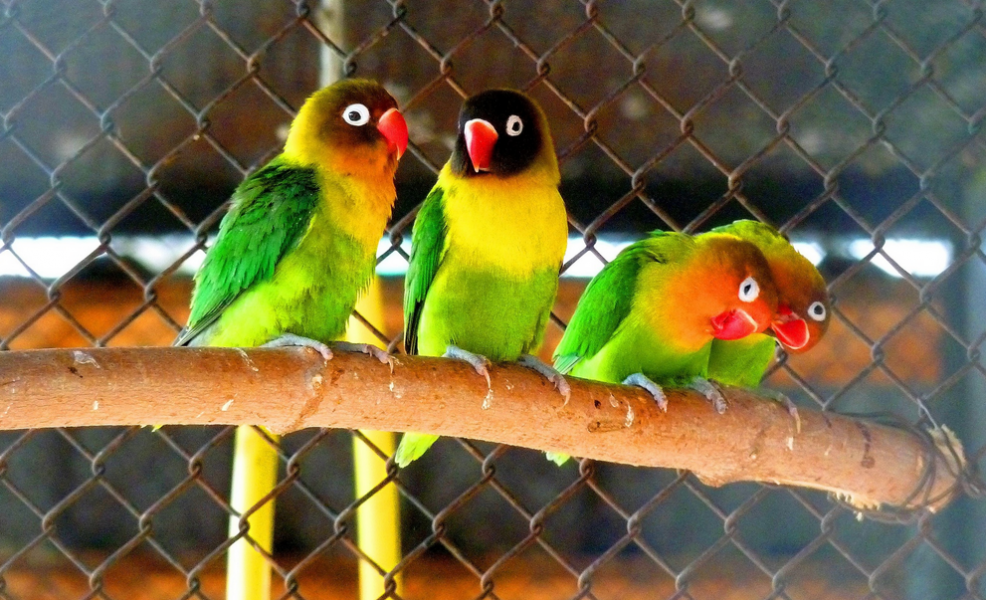 Как реанимировали страуса и отучали попугая материться: истории из Большереченского зоопарка