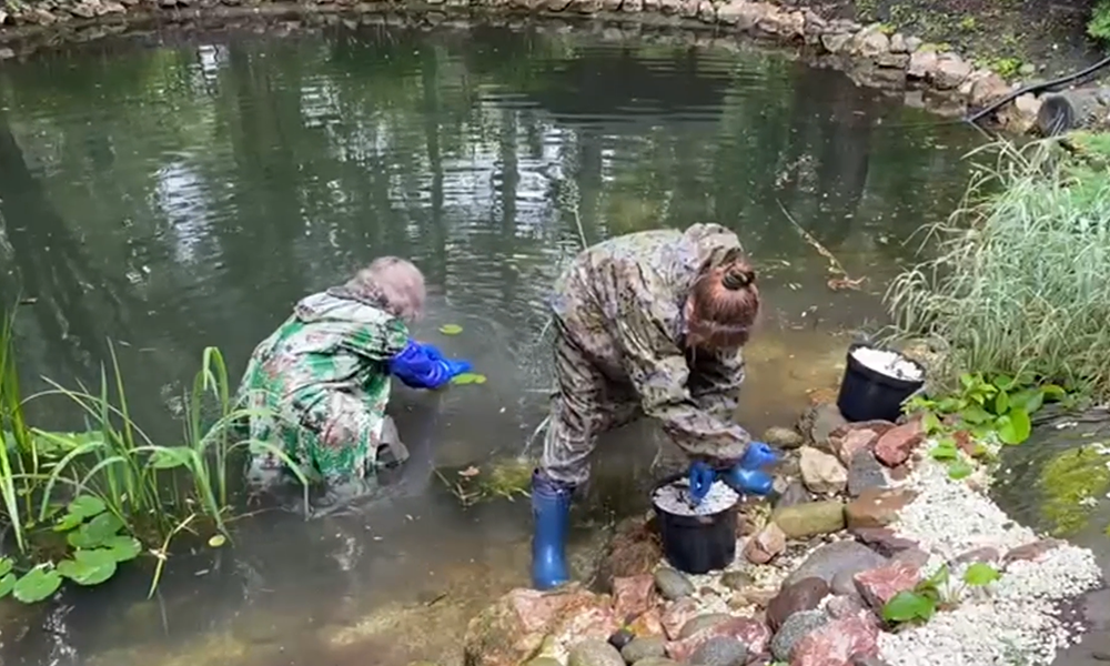 В омском дендросаду имени Гензе появились сибирские кувшинки