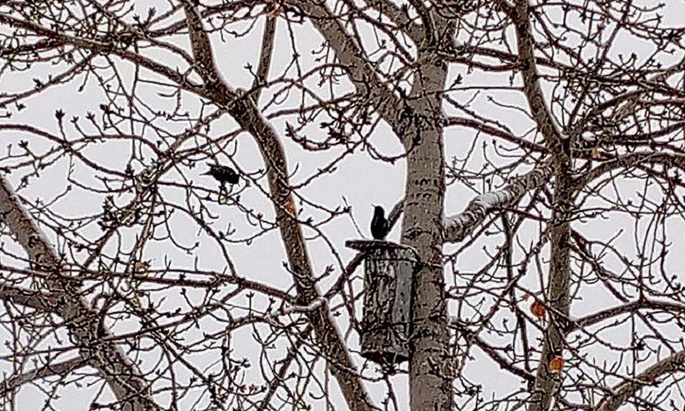 Первые скворцы вернулись в Омскую область