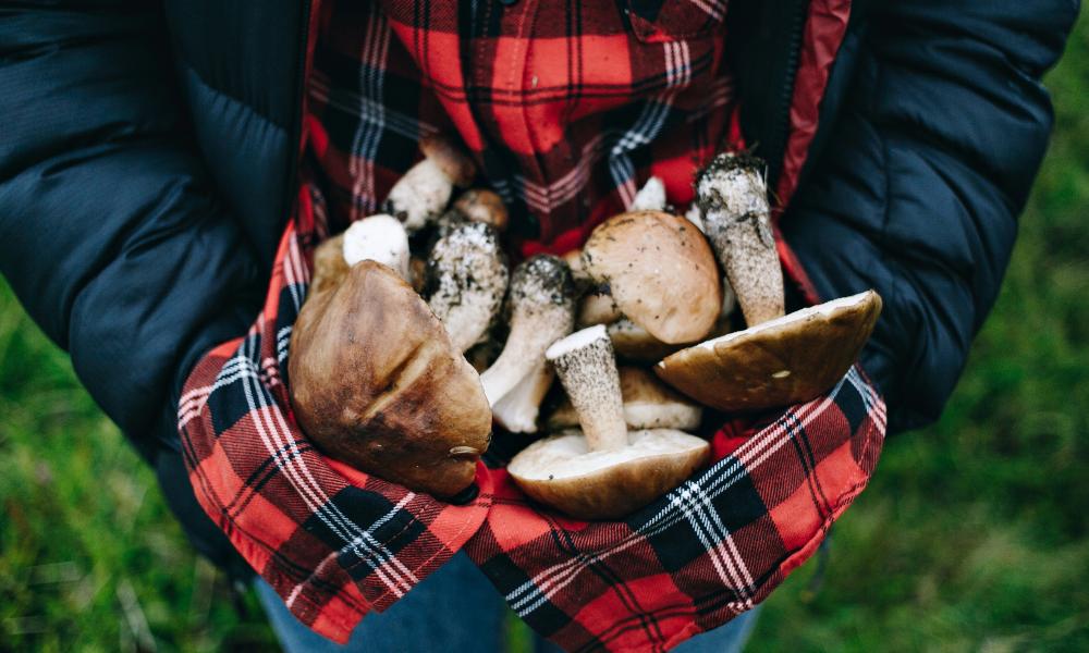 Для омичей составили «Карту грибника» на 2023 год