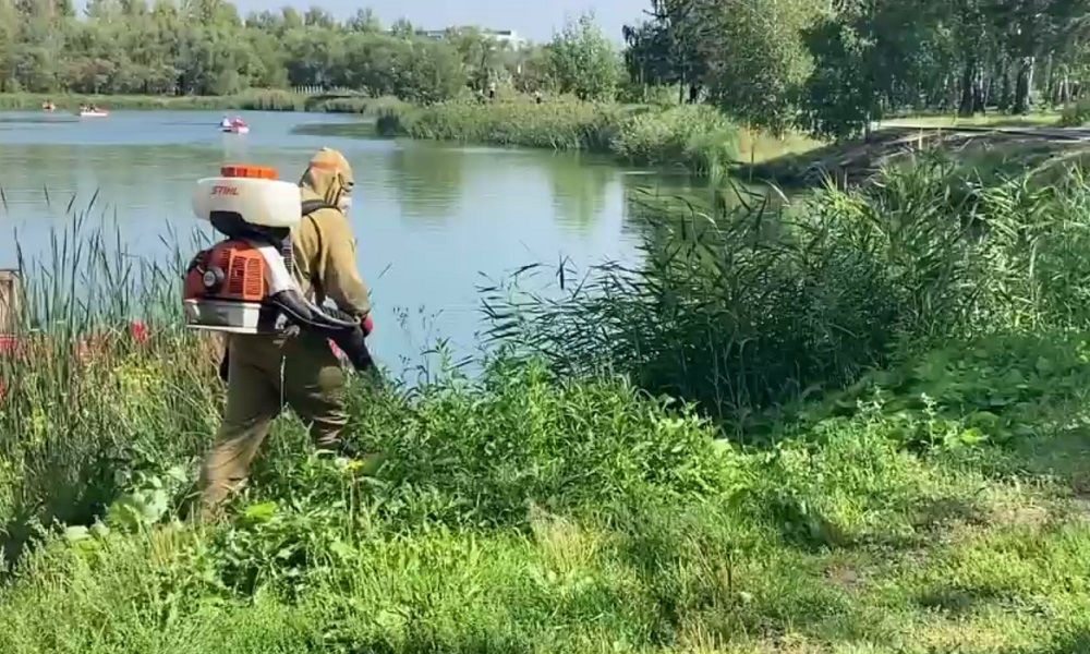 Омские парки обработали от личинок ос и клещей