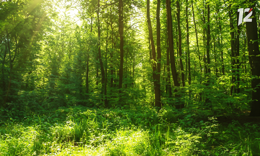 В Омской области поймали нелегального лесоруба