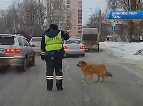 Полицейский помог дворняжке перейти дорогу