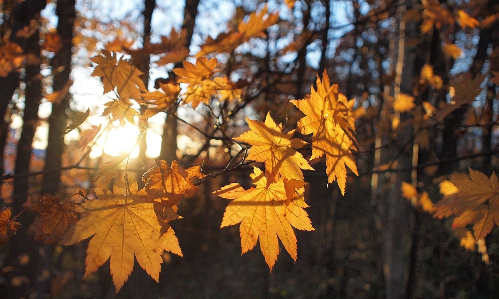 После выпавшего снега в Омскую область вернётся тепло