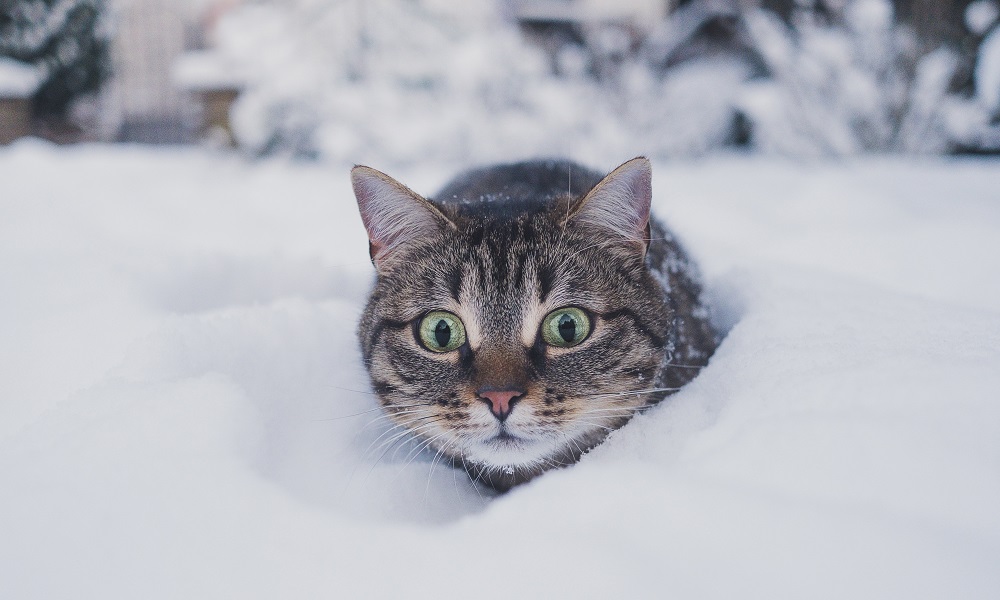 В Омской области потеплеет до -2°