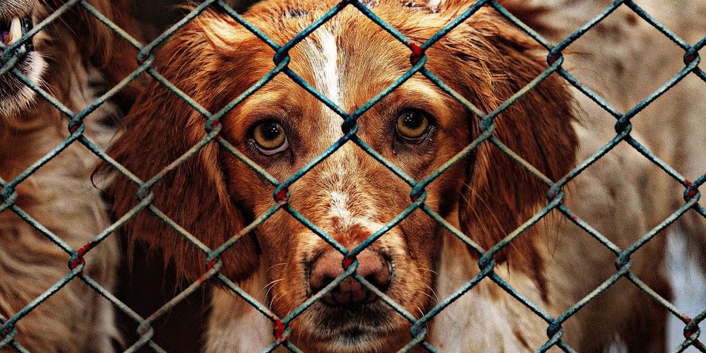 У омского приюта для животных появился трогательный логотип 