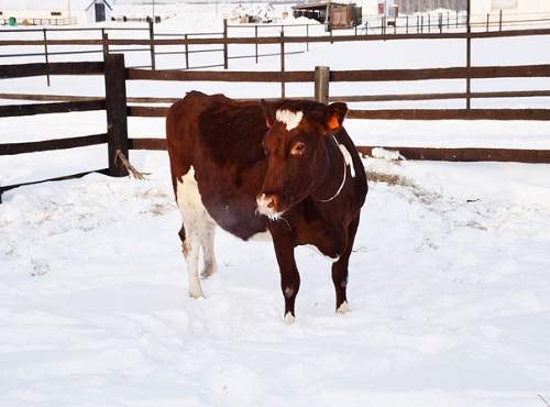Семье в Омской области подарили корову от губернатора
