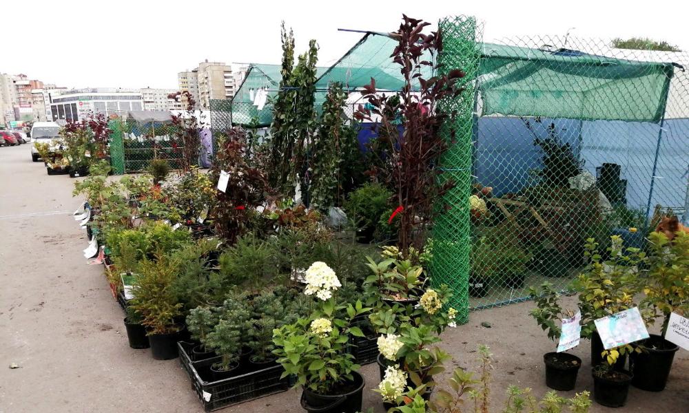 Традиционная ярмарка «Золотая осень» пройдёт в Омске с 23 по 25 сентября 