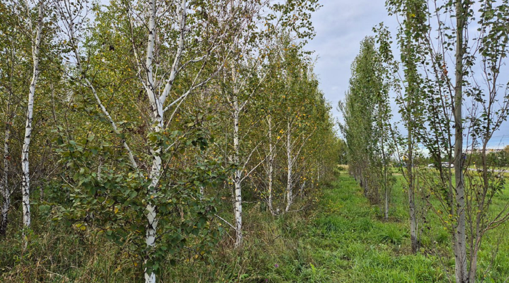 Все пересаженные у ФОКа на Конева деревья прижились на новых местах