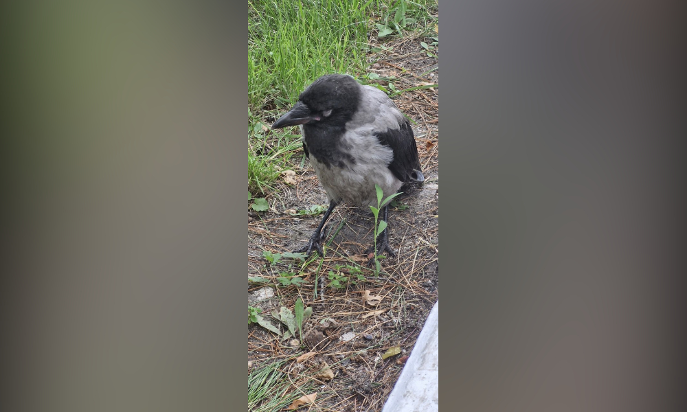 В Омске от жары страдают не только люди, но и птицы