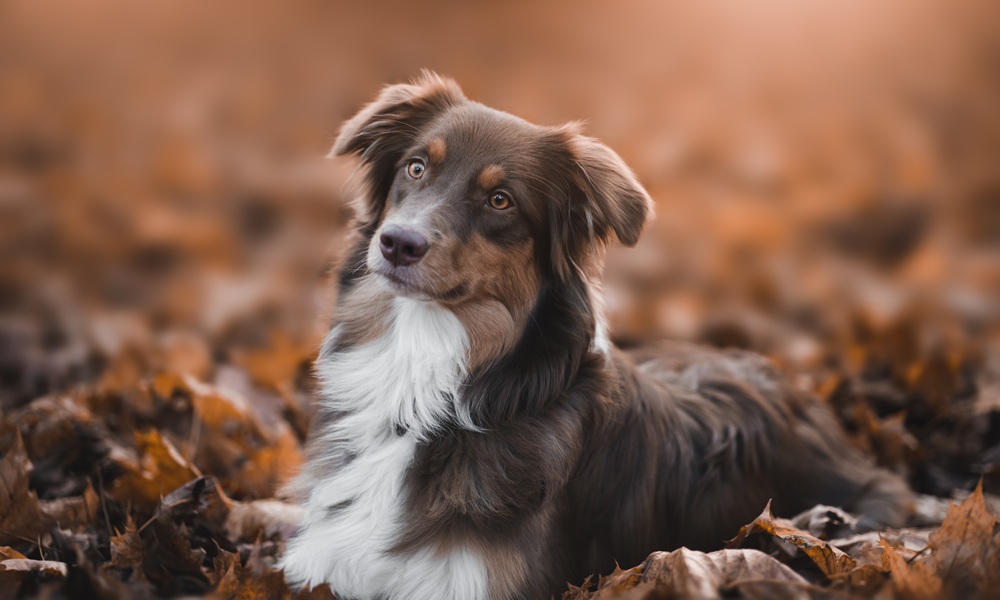 Собака выкормила котят в Каменске-Уральском