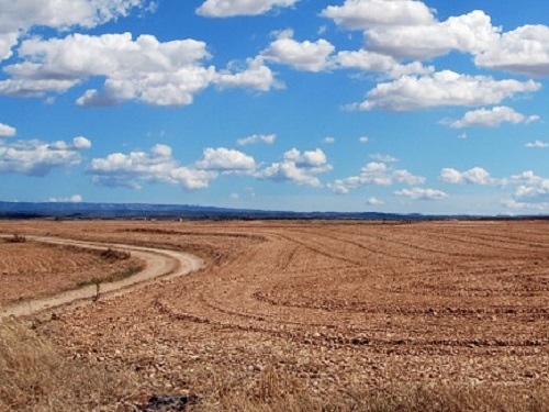 В Омской области в поле нашли тела двух женщин