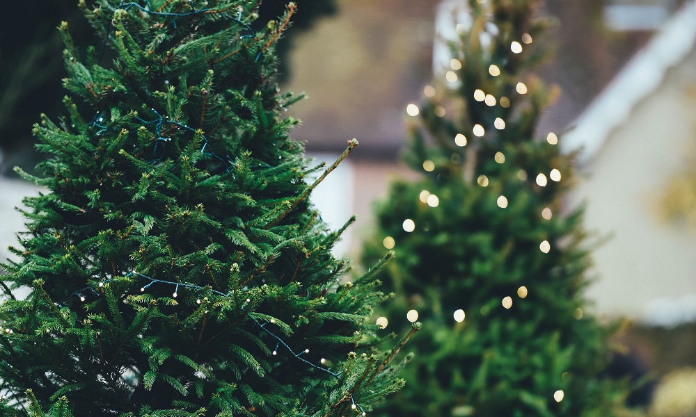 Пихты, ели и сосны: в Центральном округе Омска определили места для ёлочных базаров