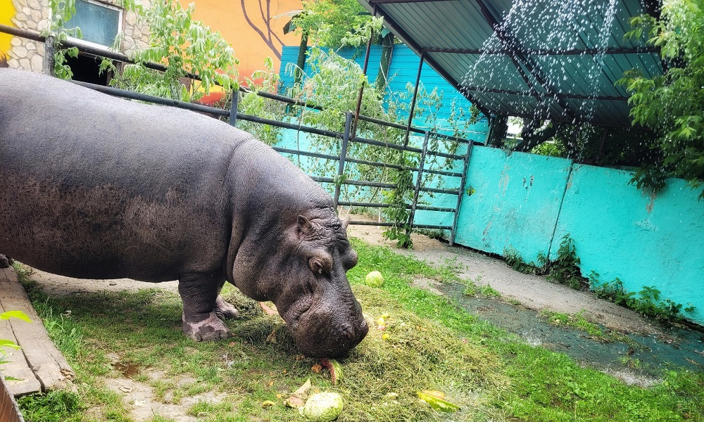 Омичей приглашают на именины гиппопотама