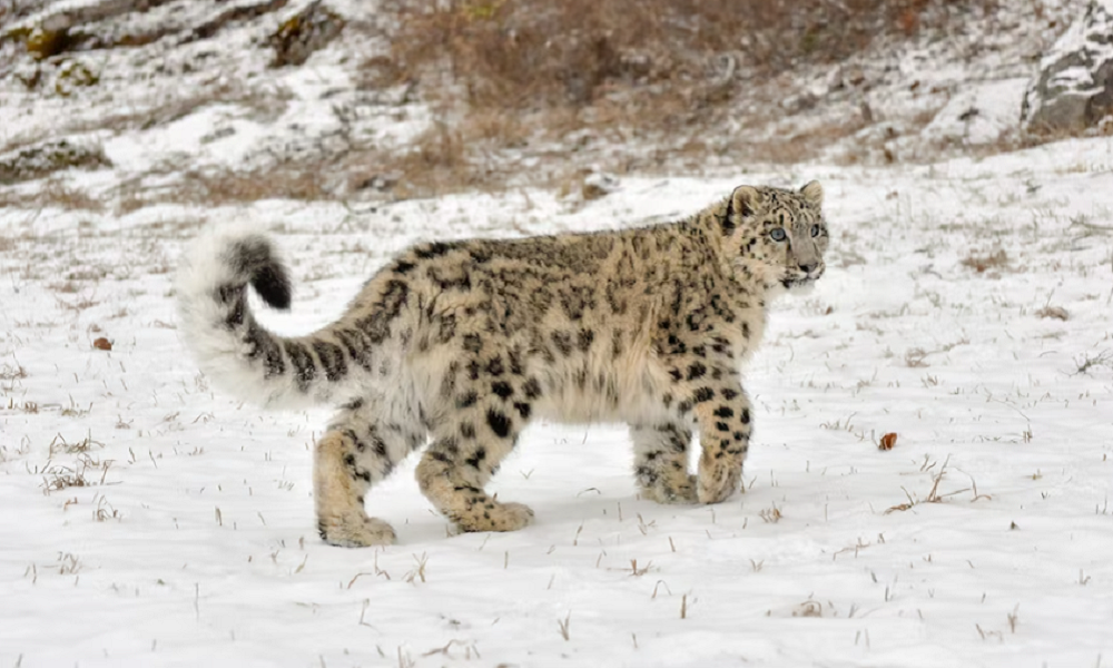 «Урок цифры» для юных омичей посвятят поискам снежного барса