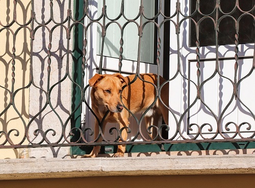 Омичи в эфире 12 канала узнают о борьбе с аварийными балконами