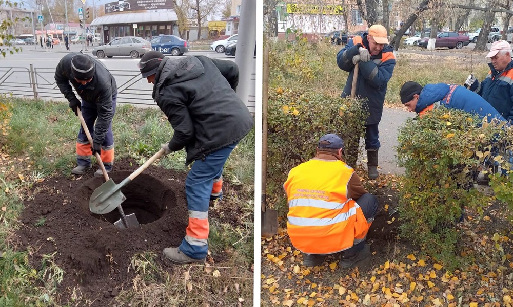 В Омске высадили ещё 100 деревьев