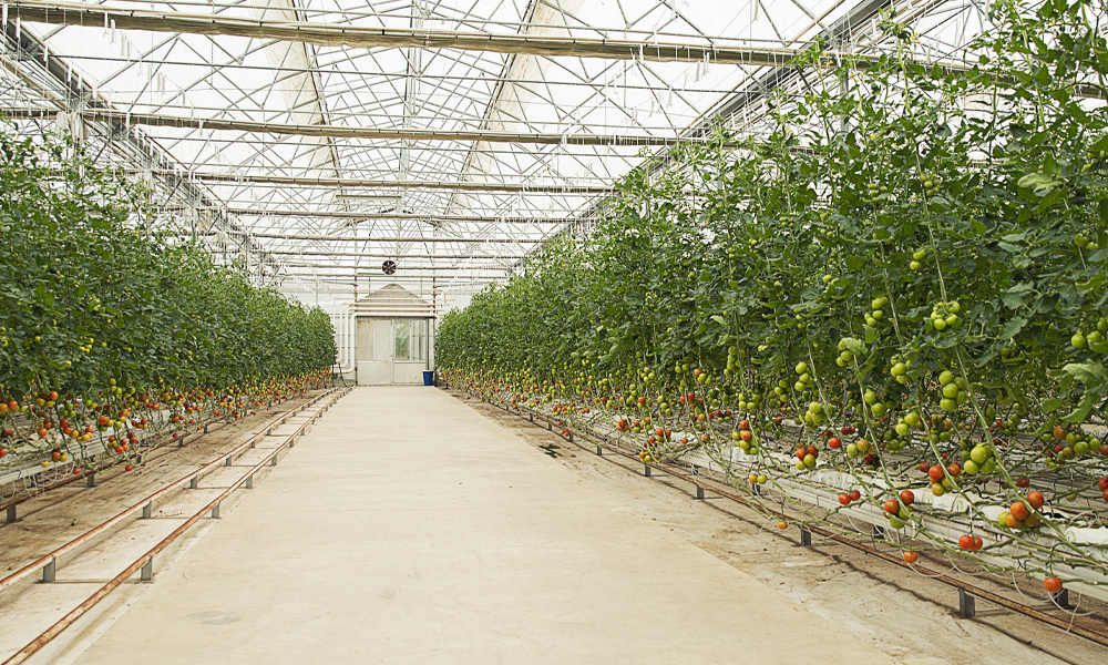 В Омской области построят тепличный комплекс площадью 20 гектаров 