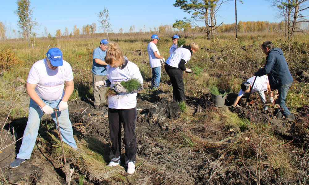 В Омской области высадили 45 тысяч деревьев в рамках акции «Сохраним лес»
