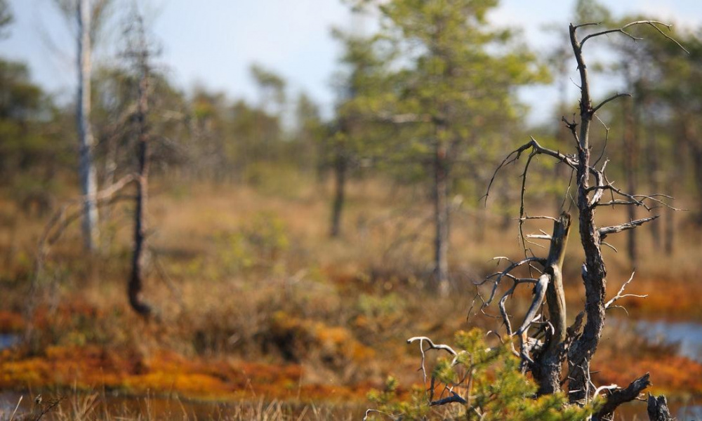 Погибший в ДТП с болотоходом омский предприниматель остался должен 1,7 млн рублей 