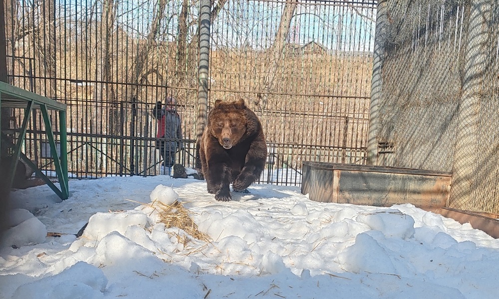 В Большереченском зоопарке медведица Соня вышла из спячки