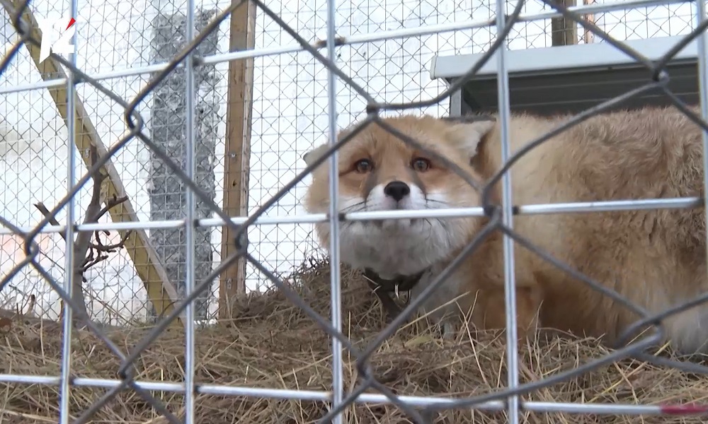 В коттеджном посёлке под Омском заметили лису