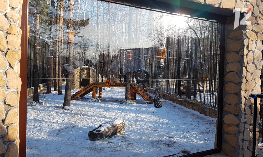 В Большереченском зоопарке амурские тигры отметили новоселье [ФОТО]