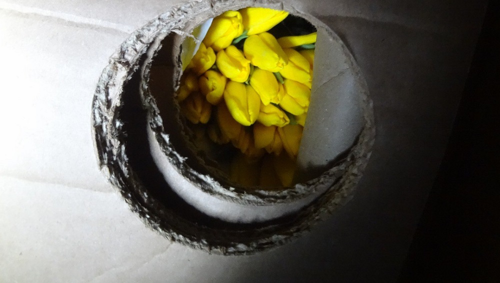 Из Омской области не выпустили в Казахстан 10 тысяч свежесрезанных тюльпанов