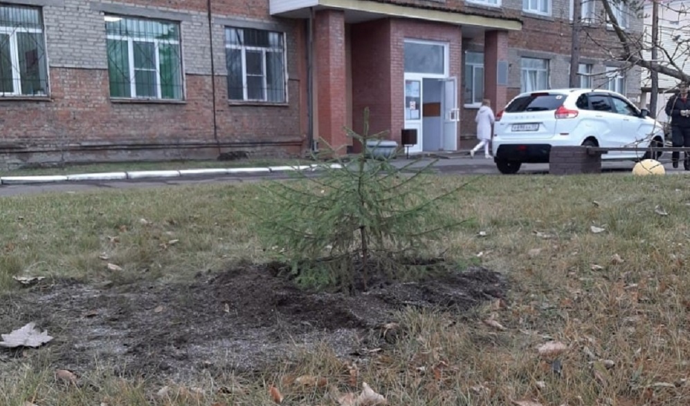 В Омске на территории БСМП № 2 высадили почти два десятка хвойных деревьев