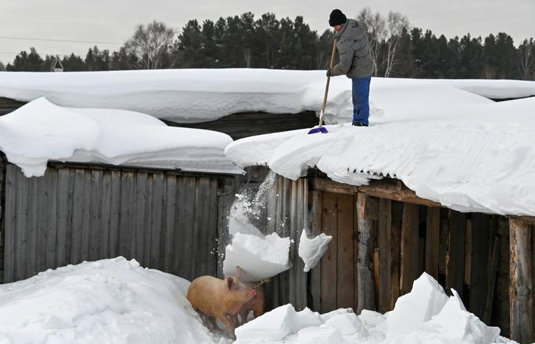 В подборку лучших фото британского агентства Reuters вошёл снимок со свиньями из деревни в Тарском районе