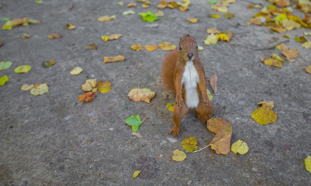 Омичам советуют кормить белок только с наступлением морозов