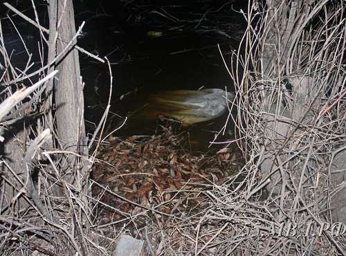 Житель Омской области расчленил труп собутыльника