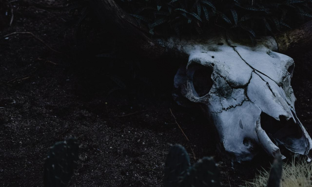 В Омской области обнаружили скотомогильник рядом с жилыми домами 