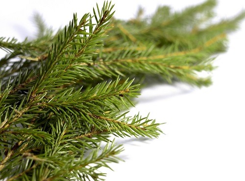 Десяток омичей из области поплатятся за незаконно срубленные ёлки