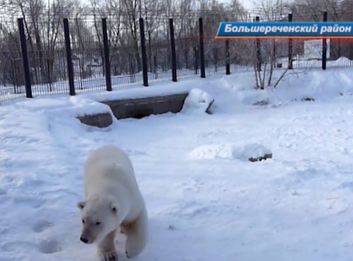 Медведице из Омской области подарили торт 