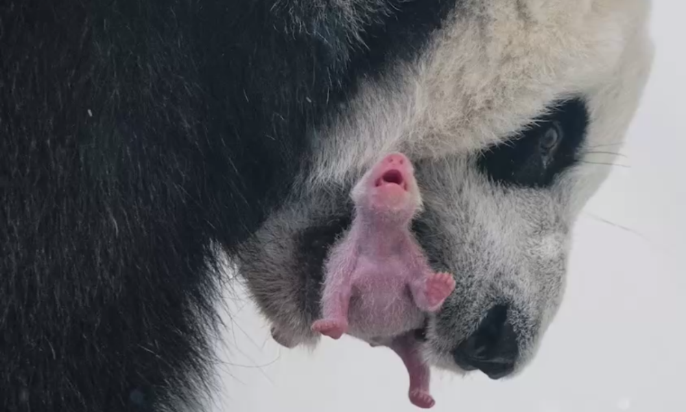 В Московском зоопарке родился первый в истории России детёныш большой панды