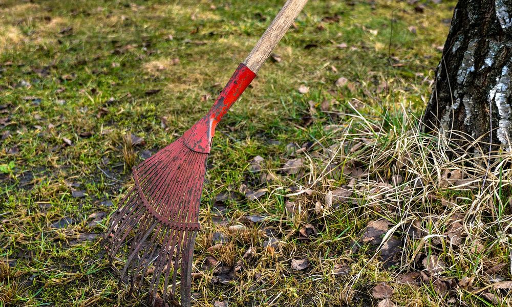 Более 2500 омских школьников в летние каникулы занялись благоустройством и озеленением 