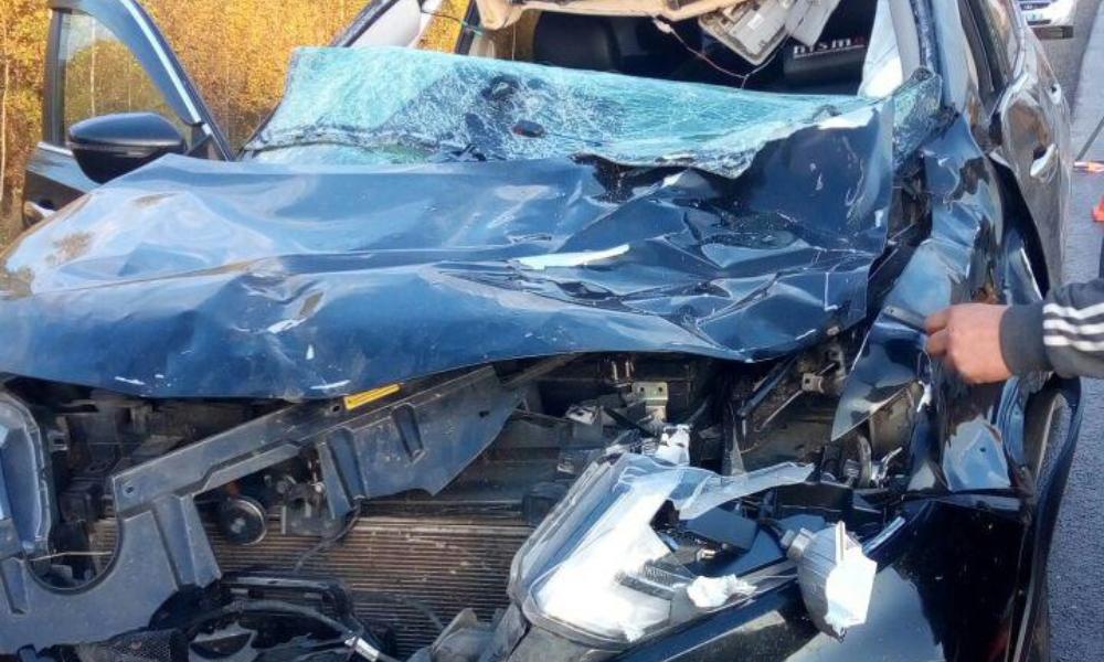 На трассе Омск — Тара автомобиль насмерть сбил лося 