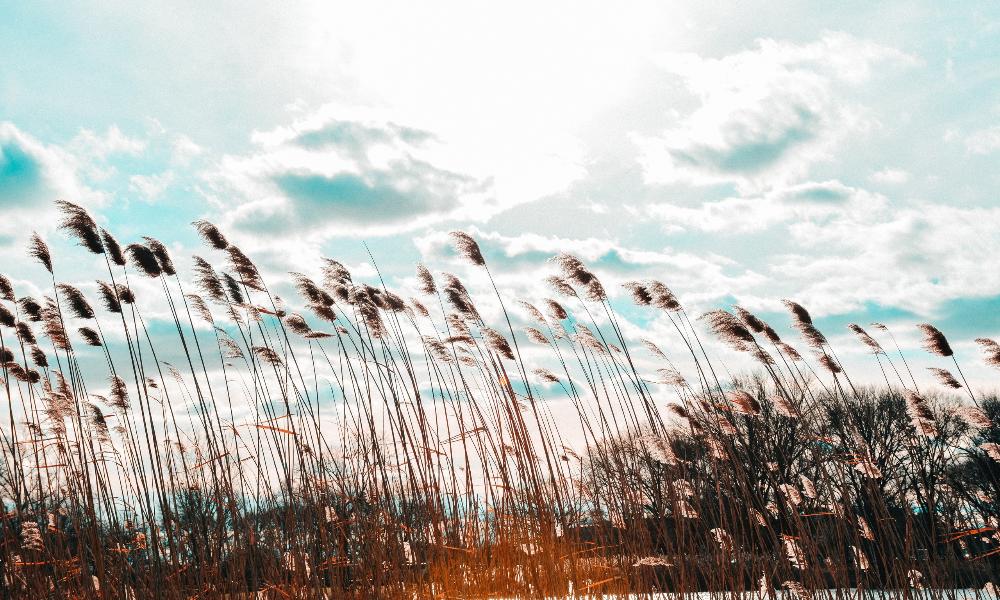 В Омской области ожидается сильный ветер порывами до 20 м/с