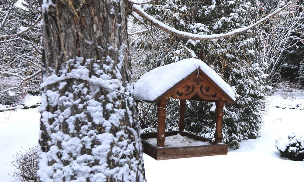 В Омске юные лесоводы сделали почти 400 кормушек для птиц