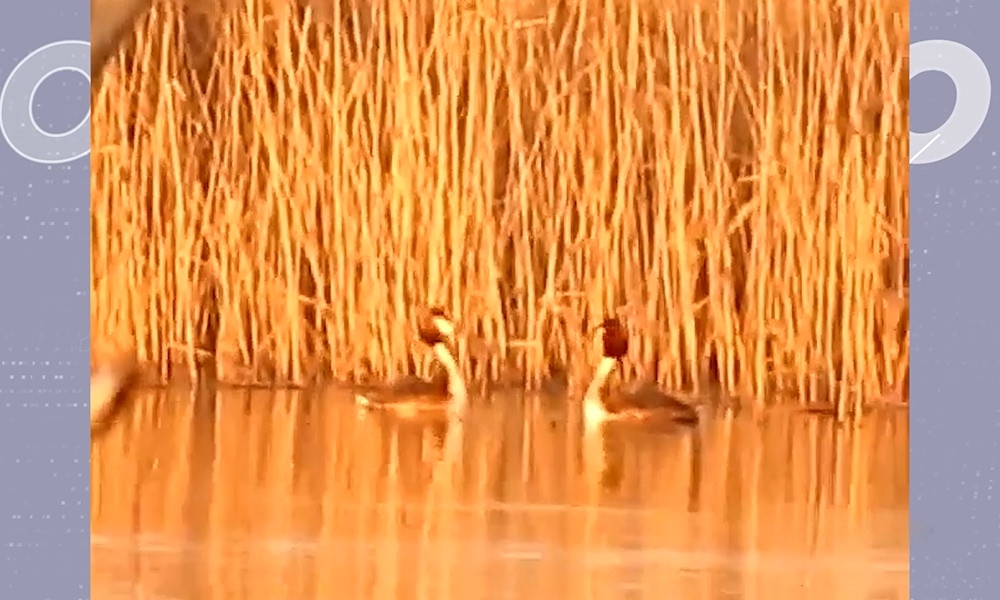 В Крутинском районе сняли брачный танец чомг