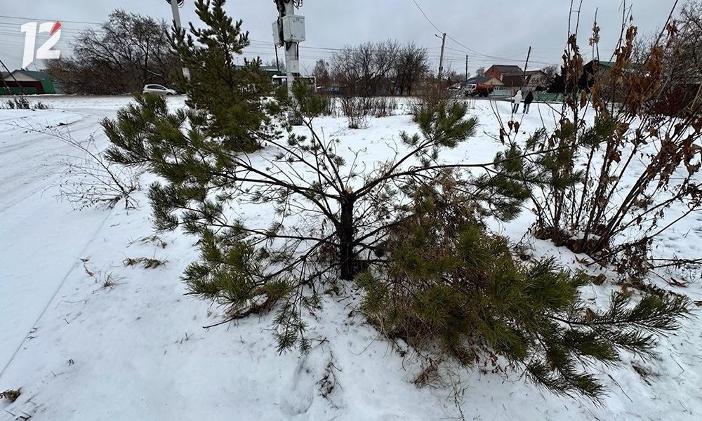 Омич сломал ель в одном из городских дворов
