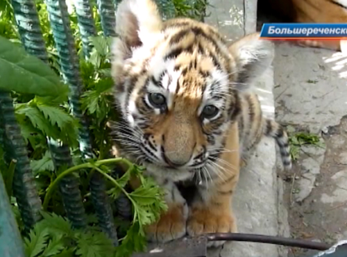 Омичи могут придумать имя для тигрёнка