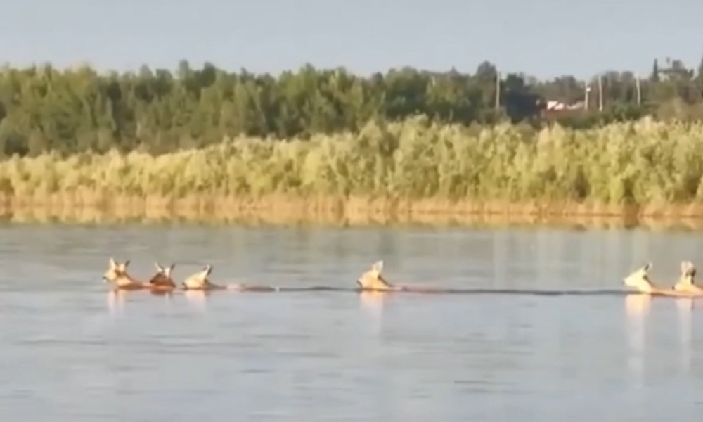 Косули открыли купальный сезон
