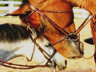 Омичей приглашают на экскурсию в конное хозяйство