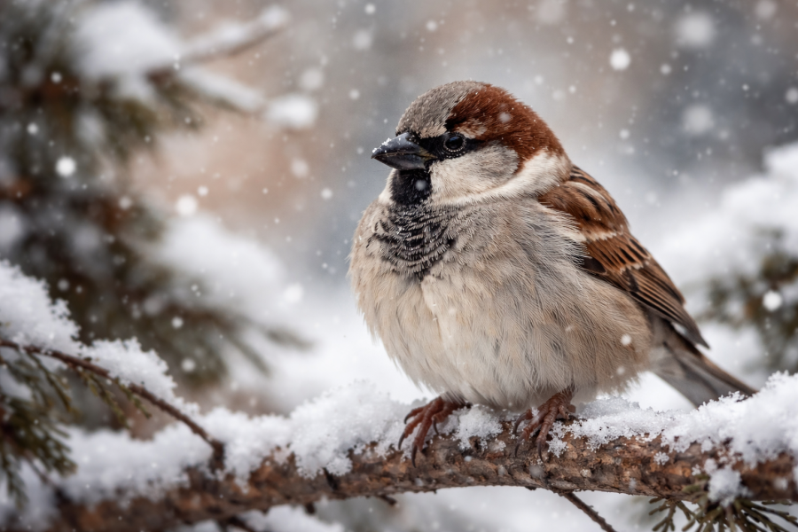 Воробей Тиша нашёл любовь и заботу в омской семье