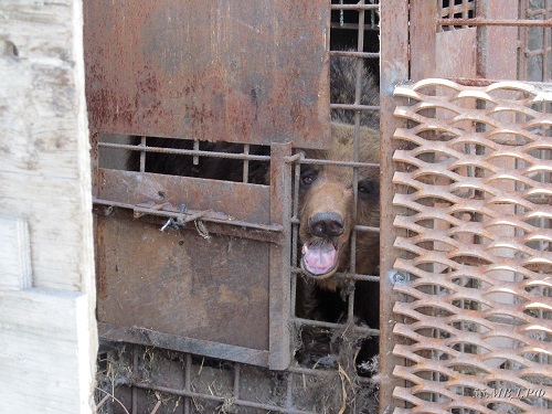 Медведь откусил руку пьяному омичу