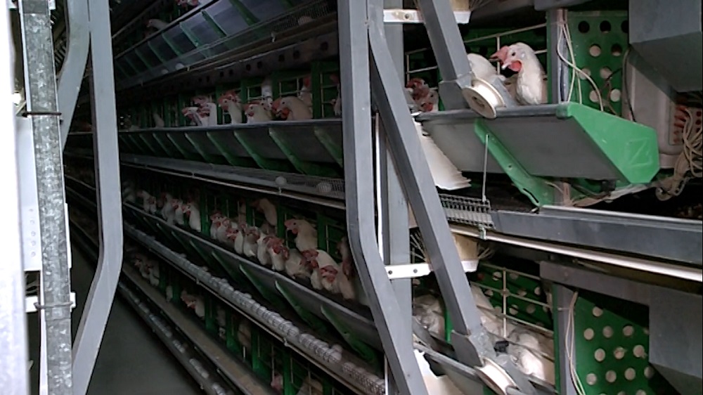 В двух районах Омской области ввели карантин по птичьему гриппу 