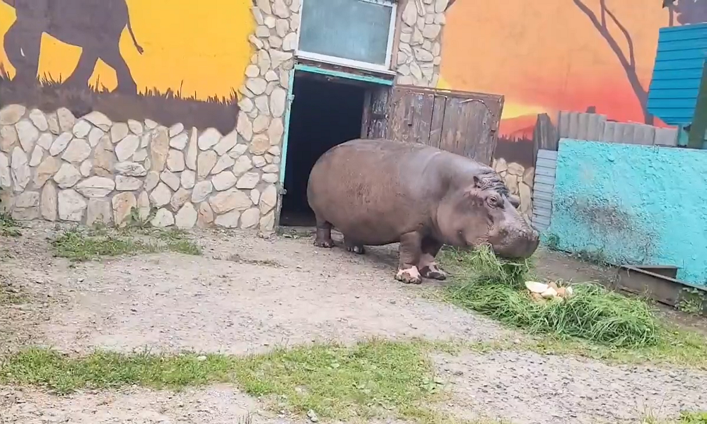 Омичей приглашают в Большереченский зоопарк на день рождения бегемота 