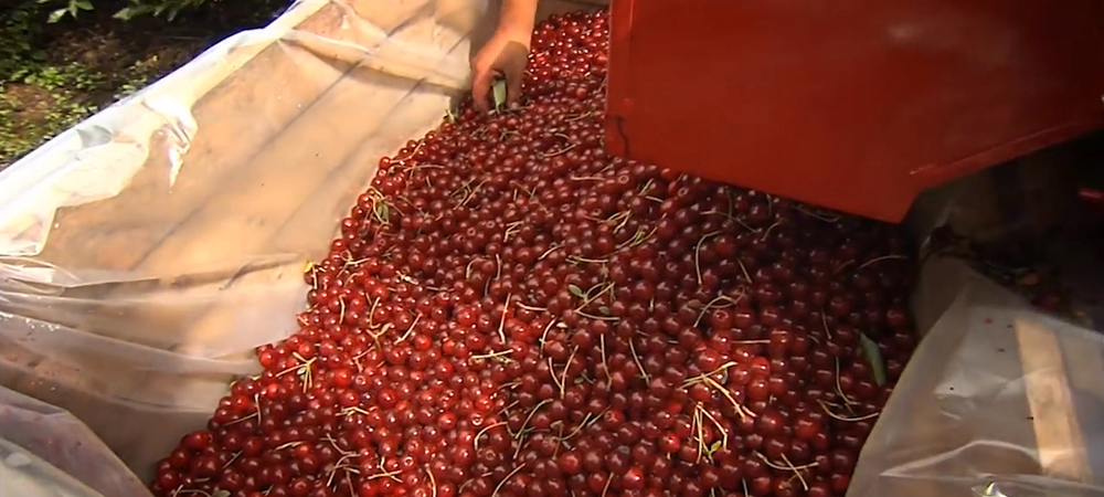 В овощах и фруктах обнаружили опасные вещества